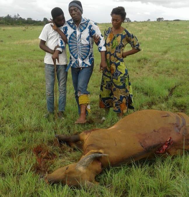 Gabon : un homme se bat contre un buffle à mains nues et réussit à le tuer