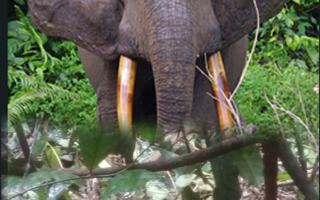 Gabon : un jeune homme tué par un éléphant près de Mandji